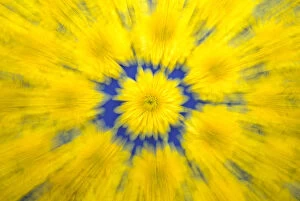 North America, USA, WA, Redmond Yellow Mums pattern with zooming