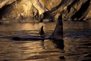 North America, USA, WA, San Juan Islands surfacing Orca whales