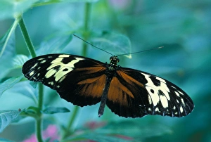 Images Dated 19th April 2005: North America, USA, WA, Seattle, Pacific Science Center Large Tiger resting on leaf