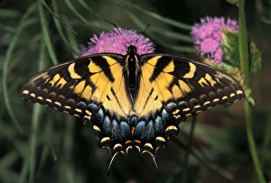 Images Dated 19th April 2005: North America, USA, WA, Seattle, Woodland Park Zoo East Tiger Swallowtail feeding