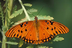 Images Dated 19th April 2005: North America, USA, WA, Seattle, Woodland Park Zoo Gulf Fritillary resting