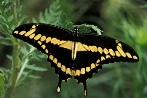 Images Dated 19th April 2005: North America, USA, WA, Seattle, Woodland Park Zoo Giant Swallowtail resting