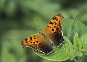 Images Dated 21st January 2014: North America, USA, WA, Seattle, Woodland Park Zoo Question Mark resting on leaf