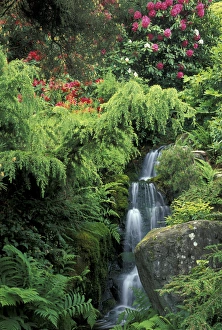 Images Dated 7th March 2005: North America, USA, WA, Seattle, Washington Park Arboretum, Japanese Garden