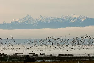 North America, USA, WA, Skagit River Delta. Snow Geese (Chen caerulescens) take