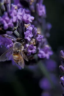 North America, USA, WA, Walla Walla County honey bee collects pollen in a lavender