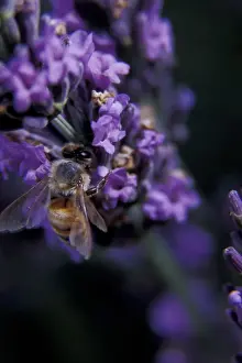 Pollen Prints: North America, USA, WA, Walla Walla County honey bee collects pollen in a lavender