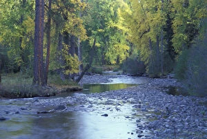 Images Dated 14th April 2005: North America, USA, WA, Wenatchee NF Teanaway River with fall color