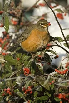 North America, USA, WA, Whidbey Island, Coupeville. American Robin (Turdus migratorius)