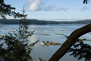 Images Dated 9th November 2006: North America, USA, WA, Whidbey Island, Coupeville. Renown Penn Cove mussels are