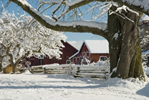 Images Dated 28th November 2006: North America, USA, WA, Whidbey Island. Picturesque rural scene with fresh snow
