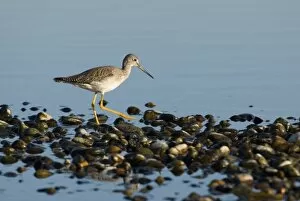 Images Dated 28th January 2007: North America, USA, WA, Whidbey Island. Greater Yellowlegs (Tringa melanoleuca) adult non breeding