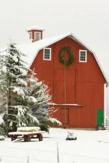 Images Dated 27th November 2006: North America, USA, WA, Whidbey Island. Festive red barn in fresh snow