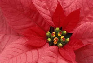 North America, USA, WA, Woodinville, Red Poinsettia detail