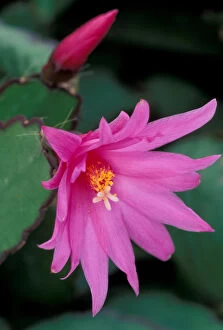 North America, USA, WA, Woodinville Easter cactus flower and bud