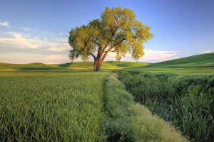 Images Dated 18th June 2010: North America, USA, Washington. Lone tree in a wheat field in the Palouse region