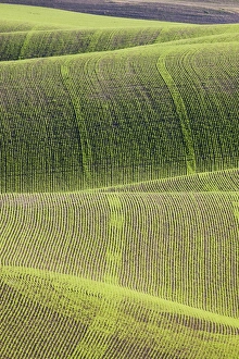 Images Dated 18th June 2010: North America, USA, Washington. Fresh planting of peas in the Palouse region of