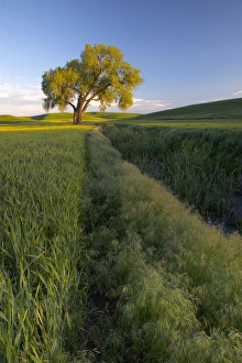 Images Dated 18th June 2010: North America, USA, Washington. Lone tree in a wheat field in the Palouse region