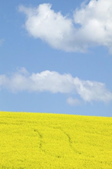 Images Dated 13th June 2005: North America, USA, Washington, Palouse Country, Tracks leading through Blooming Canola