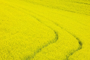 Images Dated 13th June 2005: North America, USA, Washington, Palouse Country, Tracks leading through Blooming Canola