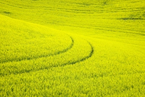 Images Dated 13th June 2005: North America, USA, Washington, Palouse Country, Tracks leading through Blooming Canola