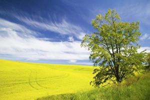 Images Dated 20th June 2005: North America, USA, Washington, Colfax, Lone Blooming Tree in Field of Canola and Wheat