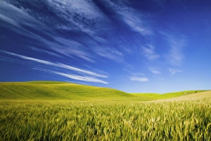 North America, USA, Washington, Spring Wheat Fields With Streaming Clouds