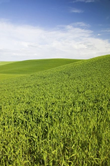 Images Dated 11th June 2005: North America, USA, Washington, Palouse Country, Hillside of Wheat with Streaming Finger