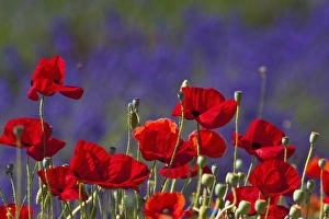 Images Dated 11th July 2009: North America, USA, Washington, Sequim Lavender and Poppies