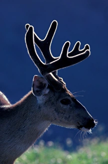 Images Dated 11th February 2005: North America, USA, Washington, Olympic NP blacktail or mule deer