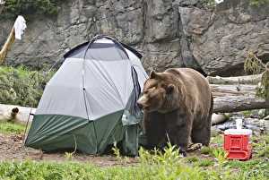 Images Dated 21st April 2007: North America, USA, Washington, Seattle, Woodland Park Zoo. A Brown bear (grizzly bear
