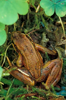 Images Dated 20th April 2006: North America, USA, Washington, Olympic National Park. Red-legged frog (Rana Aurora)