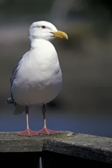 Images Dated 2nd December 2004: North America, USA, Washington, La Conner. Sea gull standing on a railing; spring