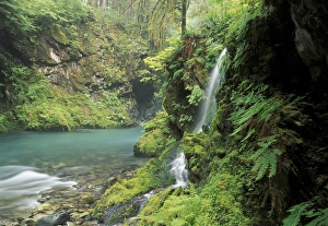 Images Dated 20th January 2014: North America, USA, Washington, Olympic NP seasonal waterfall near Graves Creek
