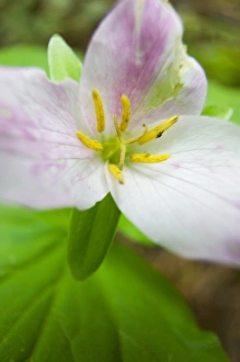 Images Dated 23rd April 2005: North America, USA, Washington, Olympic National Park, Spring Trillium in bloom