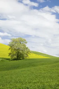 Images Dated 11th June 2005: North America, USA, Washington, Colfax, Lone Blooming Tree in Field of Canola and Wheat