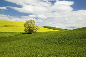 Images Dated 11th June 2005: North America, USA, Washington, Colfax, Lone Blooming Tree in Field of Canola and Wheat