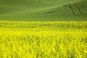 North America, USA, Washington, Palouse Country, Tracks leading through Blooming Canola