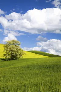 Images Dated 13th June 2005: North America, USA, Washington, Colfax, Lone Blooming Tree in Field of Canola and Wheat