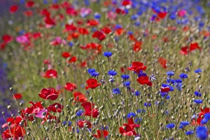 Images Dated 11th July 2009: North America, USA, Washington, Sequim Lavender and Poppies