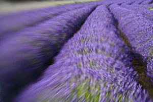 Images Dated 11th July 2009: North America, USA, Washington, Sequim Rows of Lavender, Selective Focus