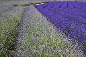 Images Dated 11th July 2009: North America, USA, Washington, Sequim Lavender and Poppies