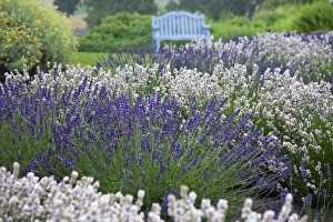 Images Dated 12th July 2009: North America, USA, Washington, Sequim Lavender and Benches