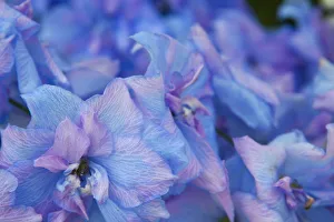 Images Dated 15th July 2009: North America, USA, Washington, Sequim, Hydrangea Blooms