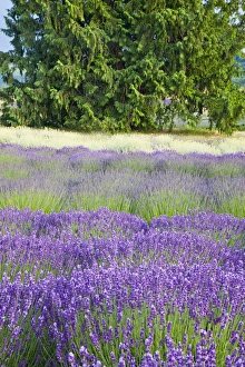 Images Dated 11th July 2009: North America, USA, Washington, Sequim, Rows of Lavender