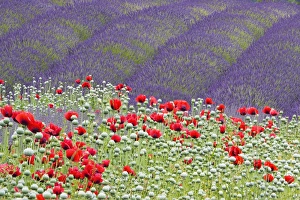 Images Dated 12th July 2009: North America, USA, Washington, Sequim Lavender and Poppies