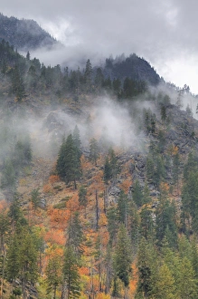 Images Dated 17th October 2009: North America, USA, Washington, Leavenworth, Autumn Color in the Cascade Mountains