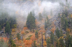 Images Dated 17th October 2009: North America, USA, Washington, Leavenworth, Autumn Color in the Cascade Mountains