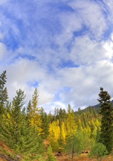 Images Dated 18th October 2009: North America, USA, Washington, Leavenworth, Autumn Color in the Cascade Mountains