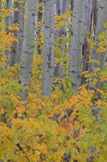 Images Dated 16th October 2009: North America, USA, Washington, Leavenworth, Autumn Color in the Cascade Mountains